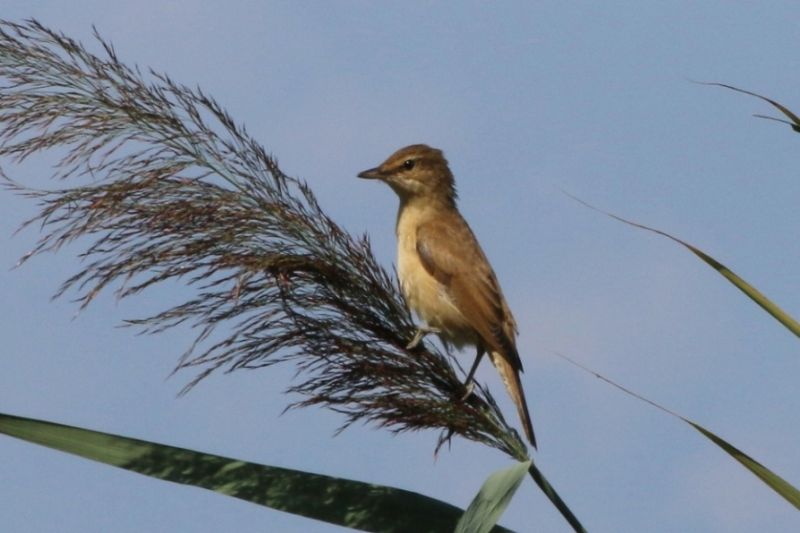 Aiuto identificazione